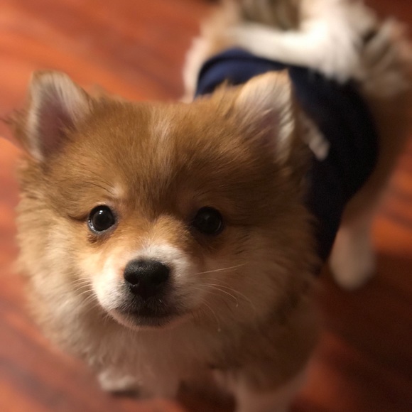 Meet your Posher, Ariel - Picture 1 of 1